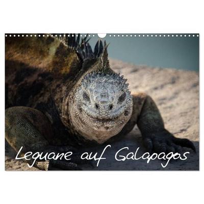 Leguane auf Galapagos (Wandkalender 2026 DIN A3 quer), CALVENDO Monatskalender