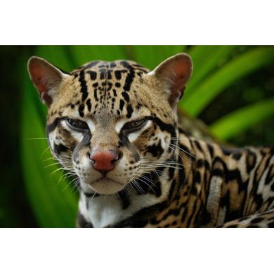 Fototapete PAPERMOON "LEOPARD", bunt, B:4,5m L:2,8m, Vlies, Tapeten