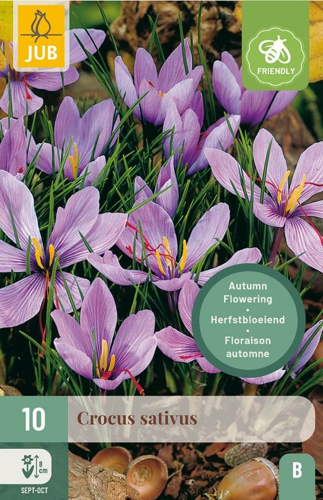 Jub Crocus sativus 10 bollen