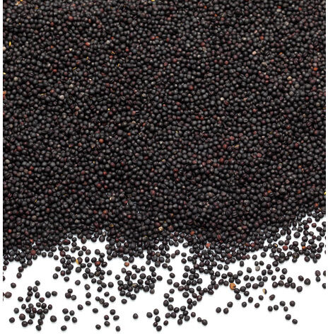 Bio-Rapssamen, 1 kg