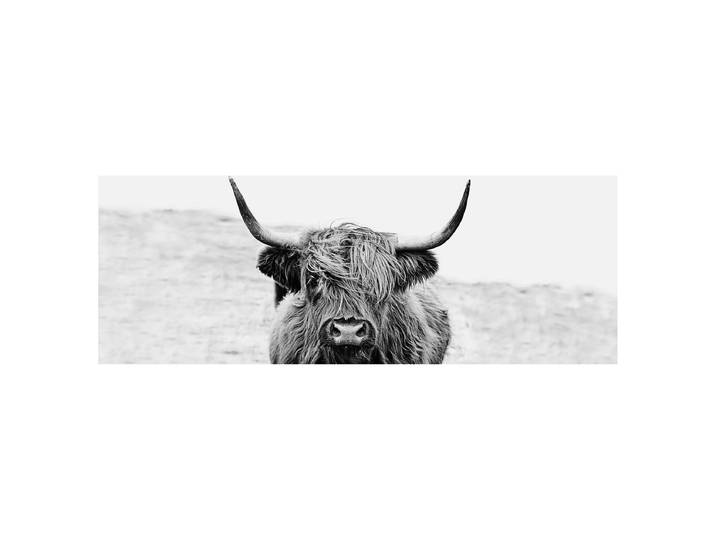 Glasbild Scott Highland Cattle Floatglas Schwarz/Grau 80 x 30cm