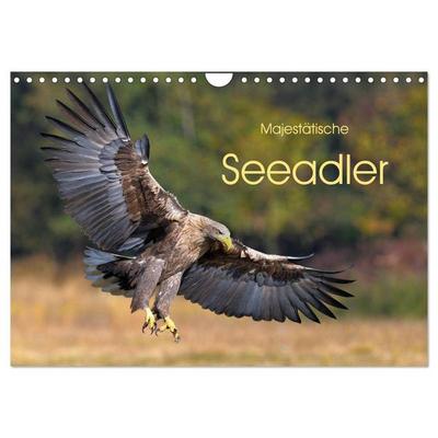 Majestätische Seeadler (Wandkalender 2026 DIN A4 quer), CALVENDO Monatskalender