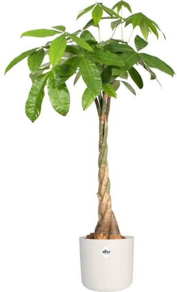Elho B.For Soft Blomsterkrukke, 14 Cm, White