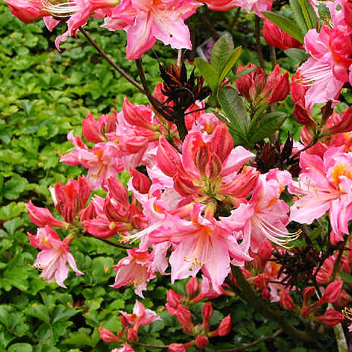 Azalea Knaphill Roze - 40-50 cm