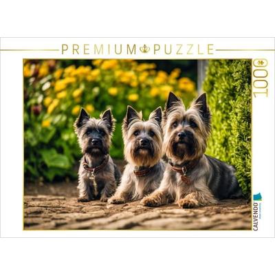 CALVENDO Puzzle Cairn Terrier - lustige Raubein Schottland | 1000 Teile Lege-Größe 64x48cm Foto-Puzzle für glückliche Stunden