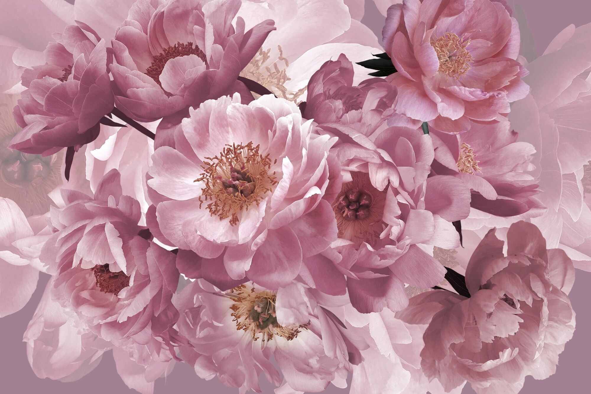 Fototapete PAPERMOON "BLUMEN ABSTRAKT-MUSTER DESIGN ROSEN BLUMEN DECOR RETRO", bunt, B:5m L:2,8m, Vlies, Tapeten, Fototapete bunt B/L: 5m x 2,8m, Bahnen: 10 Stk.
