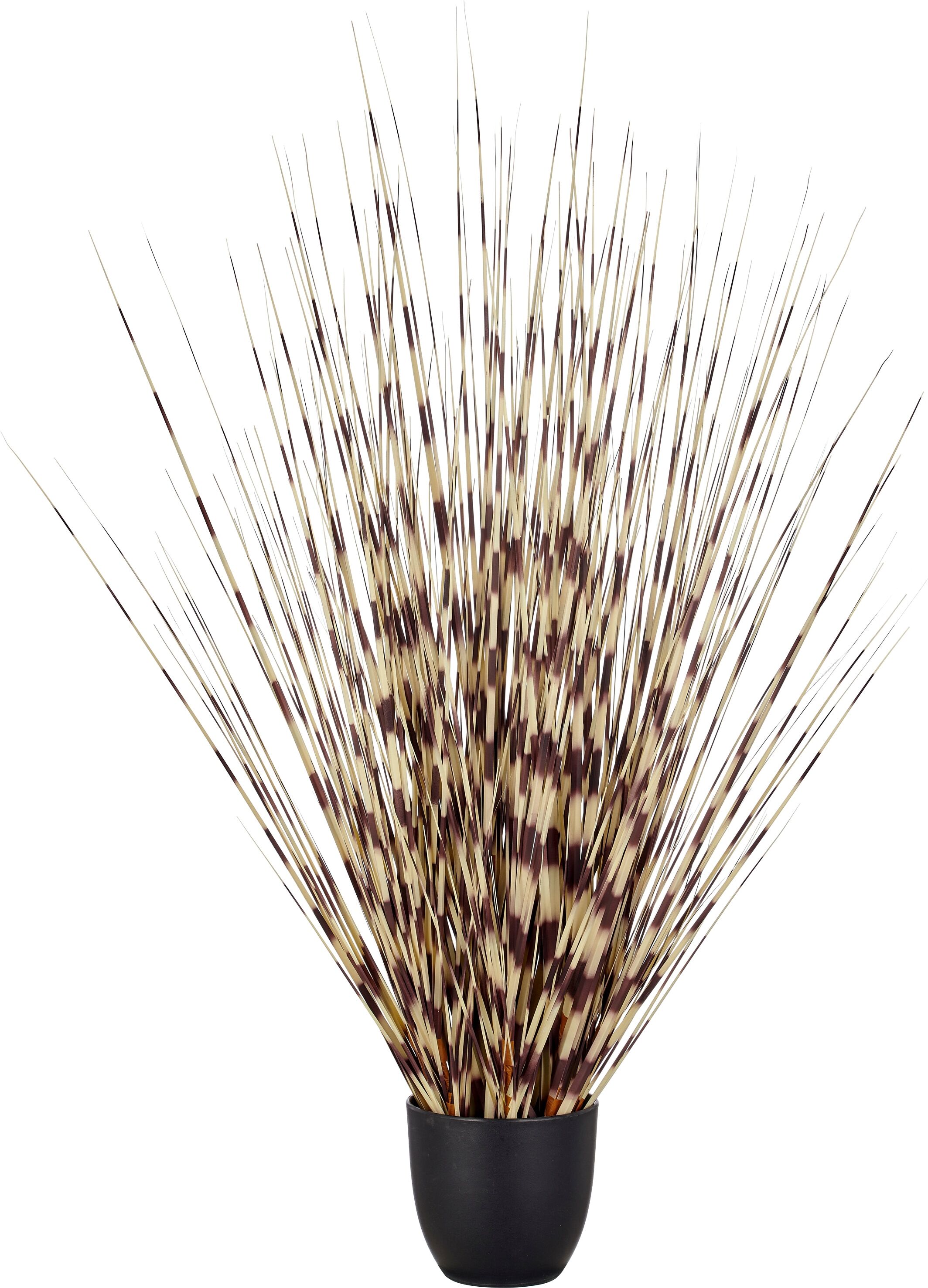 Kunstgras CREATIV GREEN "Grasbusch Miscanthus", creme, braun, H:90cm, Obermaterial: 100% Kunststoff, Kunstpflanzen, mit außergewöhnlicher Farbgestaltung
