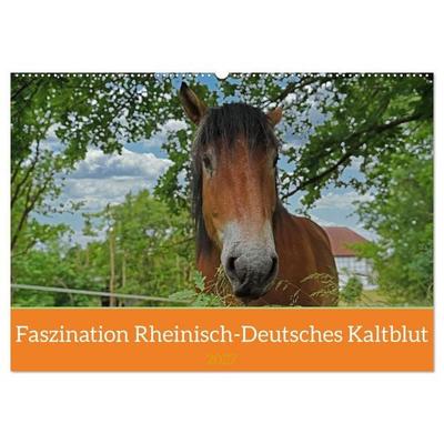 Faszination Rheinisch-Deutsches Kaltblut (Wandkalender 2027 DIN A2 quer), CALVENDO Monatskalender