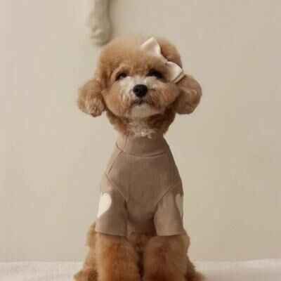 Inspire Select Love Bear Winter Pet Hoodie Warm Designer Puppy & Cat Sweatshirt For Small Dogs brown xs