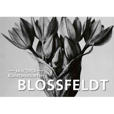 Postkarten-Set Blossfeldt, Taschenbuch von Karl Blossfeldt, Anaconda, 978-3-7306-1447-1