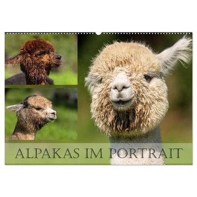 Alpakas im Portrait (Wandkalender 2027 DIN A2 quer), CALVENDO Monatskalender