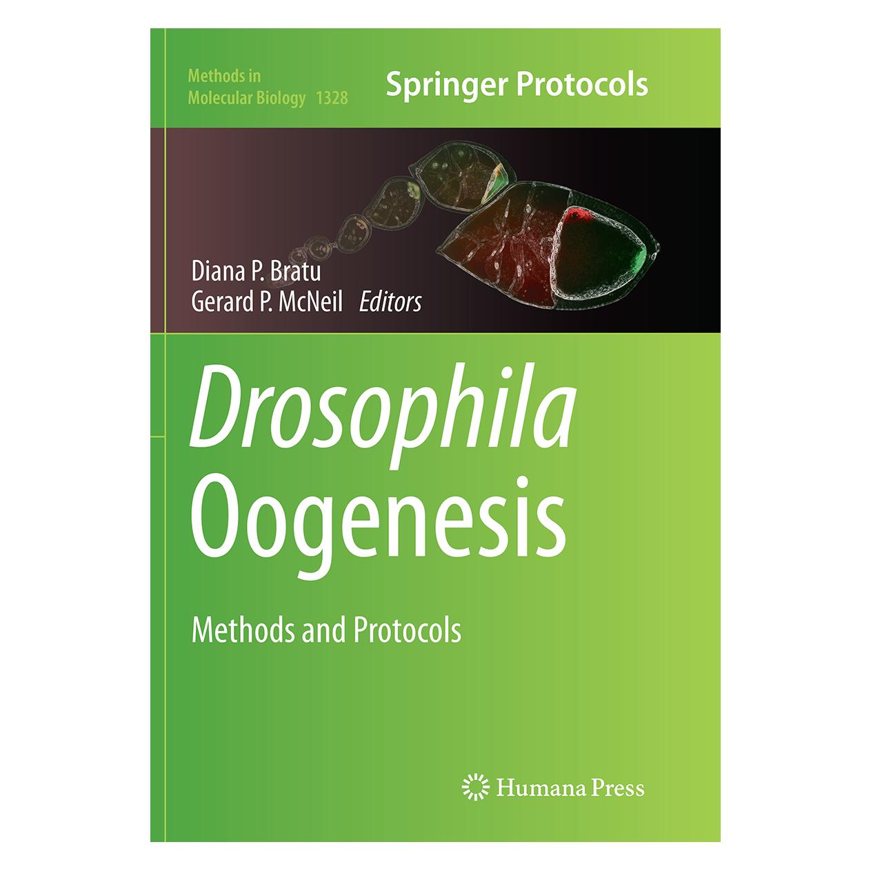 Springer Drosophila Oogenesis (Englisch, Softcover, Diana P. Bratu, Gerard P. McNeil) (55952459)