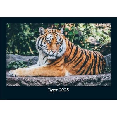 Tiger 2025 Fotokalender DIN A5