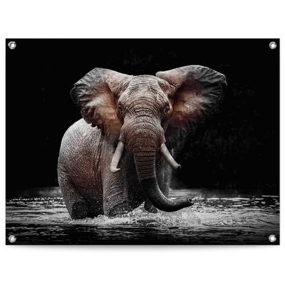 Poster REINDERS "Elefant", braun (farbe bild(er): braun), B:80cm H:60cm T:0,1cm, Leinwand, Bilder, Poster, Outdoor für Garten oder Balkon