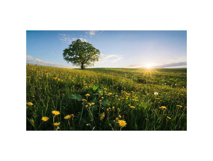 FOTOTAPETE FRÜHLING AUF DEM LAND
