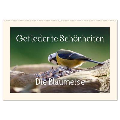 Gefiederte Schönheiten - Die Blaumeise (Wandkalender 2026 DIN A2 quer), CALVENDO Monatskalender