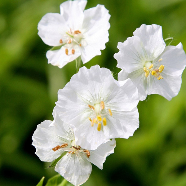 6x Wilde geranium Album Geranium phaeum in pot van 9x9 cm van Arborix