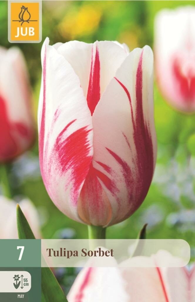 Jub Tulp Sorbet 7 bollen