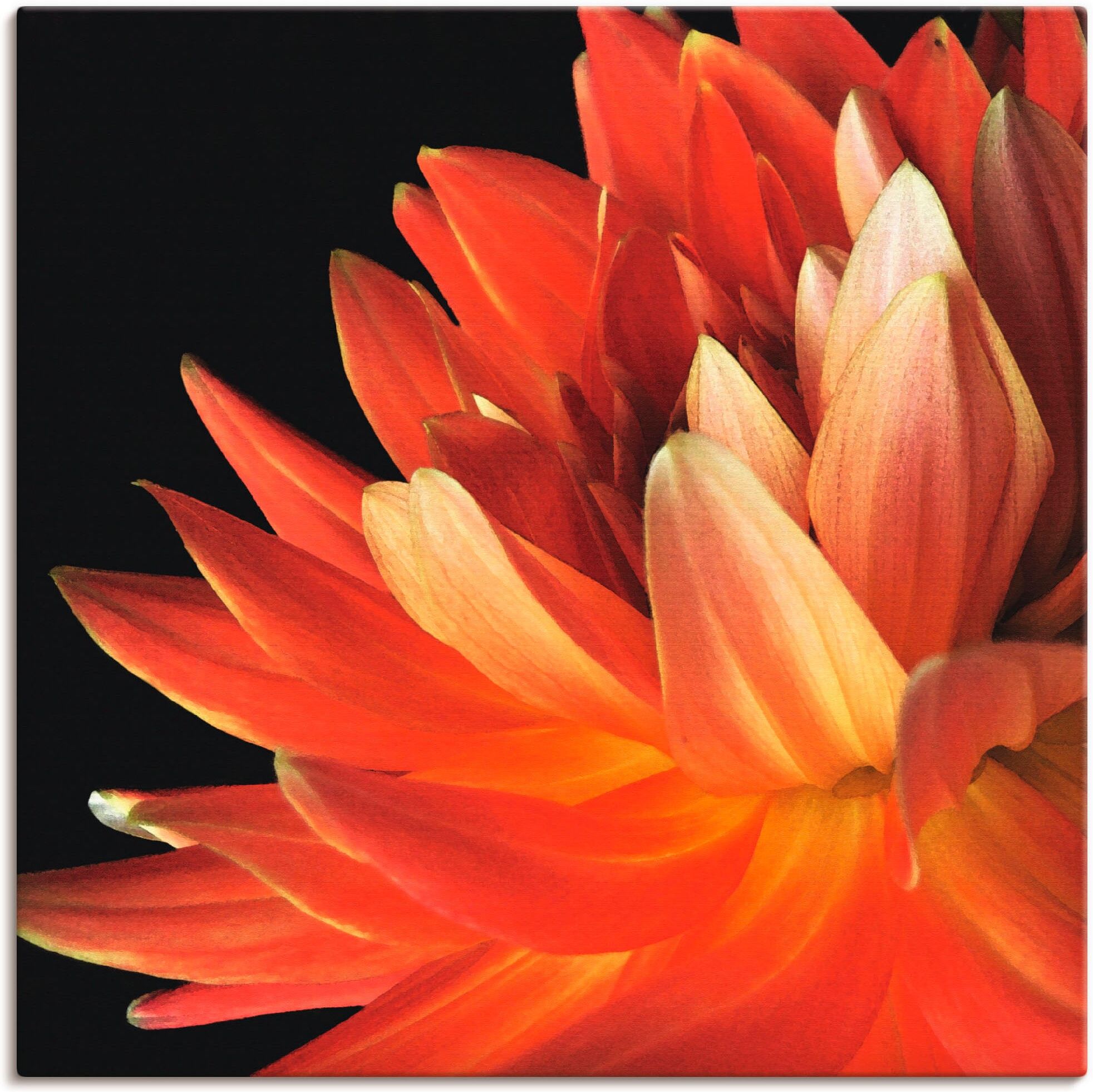 Leinwandbild ARTLAND "Rote Dahlie", rot (farbe bild(er): rot), B:30cm H:30cm, Bilder, Leinwandbild, auf Holzrahmen gespannt farbe bild(er): rot B/H/T: 30cm x 30cm, Leinwandbild Blumen quadratisch, 1 Stk.