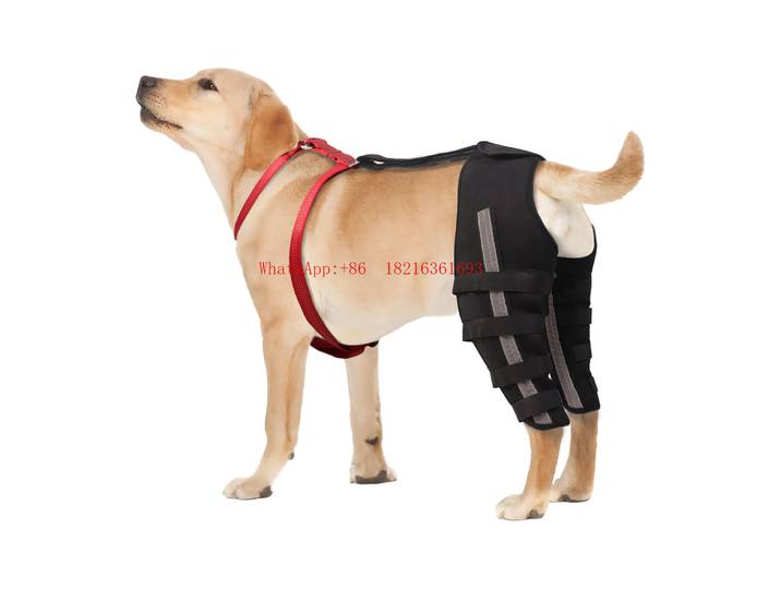 Genouillères pour chiens adaptées aux chiens souffrant de ligaments croisés déchirés et de douleurs à la rotule pour soulager les douleurs articulaires