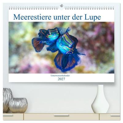 Meerestiere unter der Lupe - Unterwasserkalender (hochwertiger Premium Wandkalender 2027 DIN A2 quer), Kunstdruck in Hochglanz