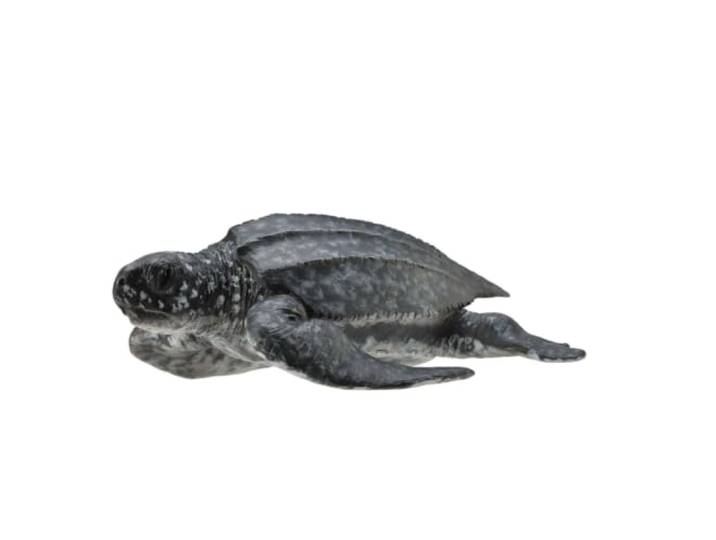 CollectA - col88680 - leren schildpad - maat M