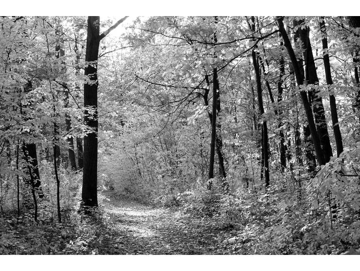 Papermoon Waldweg