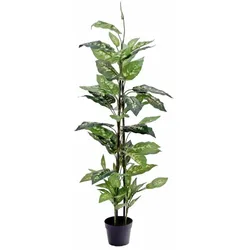 EUROPALMS Dieffenbachia, künstlich, 120cm