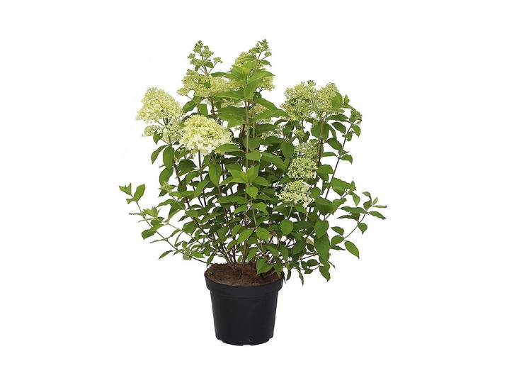 Rispenhortensie - Hydrangea paniculata Limelight ' 60-80cm inklusive Topf'
