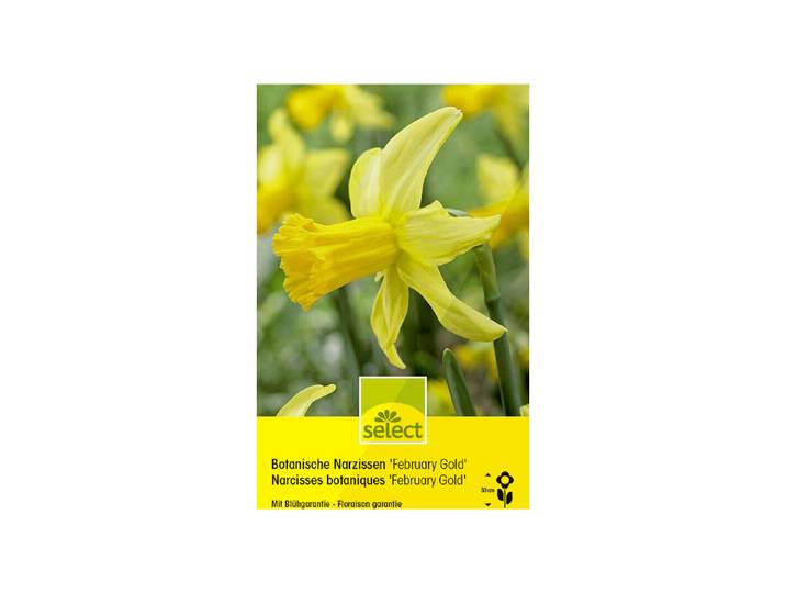Select Blumenzwiebel Alpenveilchen-Narzissen Februargold ''