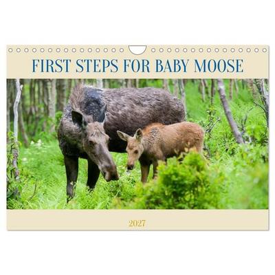 FIRST STEPS FOR BABY MOOSE (Wall Calendar 2027 DIN A4 landscape), CALVENDO 12 Month Wall Calendar
