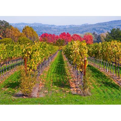 Fototapete PAPERMOON "WEINBERG IM HERBST-WINZER REBE WEIN GEBIRGE FELD WIESE", bunt, B:3m L:2,23m, Vlies, Tapeten