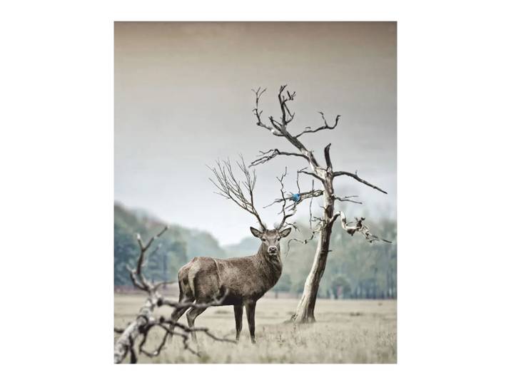 Alu-Dibond Bild Digital Art, Alldecor, beige/braun/hellgrün, Aluminium