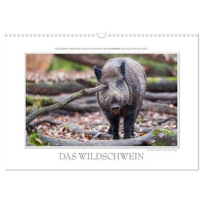 Emotionale Momente: Das Wildschwein. (Wandkalender 2027 DIN A3 quer), CALVENDO Monatskalender