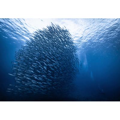 Fototapete PAPERMOON "Photo-Art YONGHOON CHOI, MASSENGIGANT", bunt, B:4,5m L:2,8m, Vlies, Tapeten