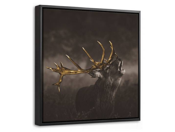 LEINWAND Bilder mit Rahmen - Rotwild - Schwarz - Gold - 20x20