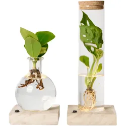 Tchibo - Wasserpflanze im Glas mit LED »Monstera und Clusia« - grün
