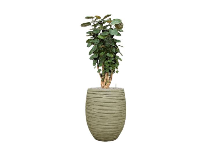 Pflanzen Arrangement „Aralia Fabian in Baq Tornado“, Höhe 140-150 cm Baq Design