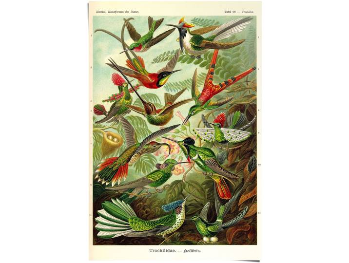 Poster REINDERS Kolibris Lithografie , bunt (farbe bild(er): mehrfarbig), B:61cm H:91,5cm, Papier, Bilder, Poster