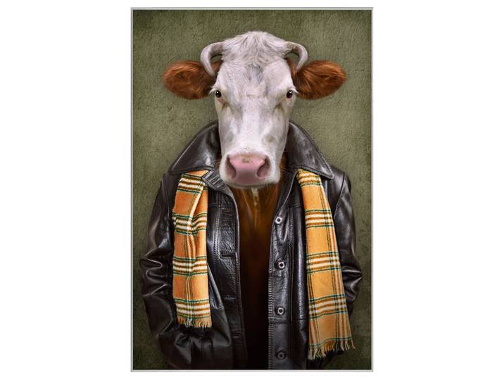 Bild mit Rahmen Rind mit Lederjacke image LAND