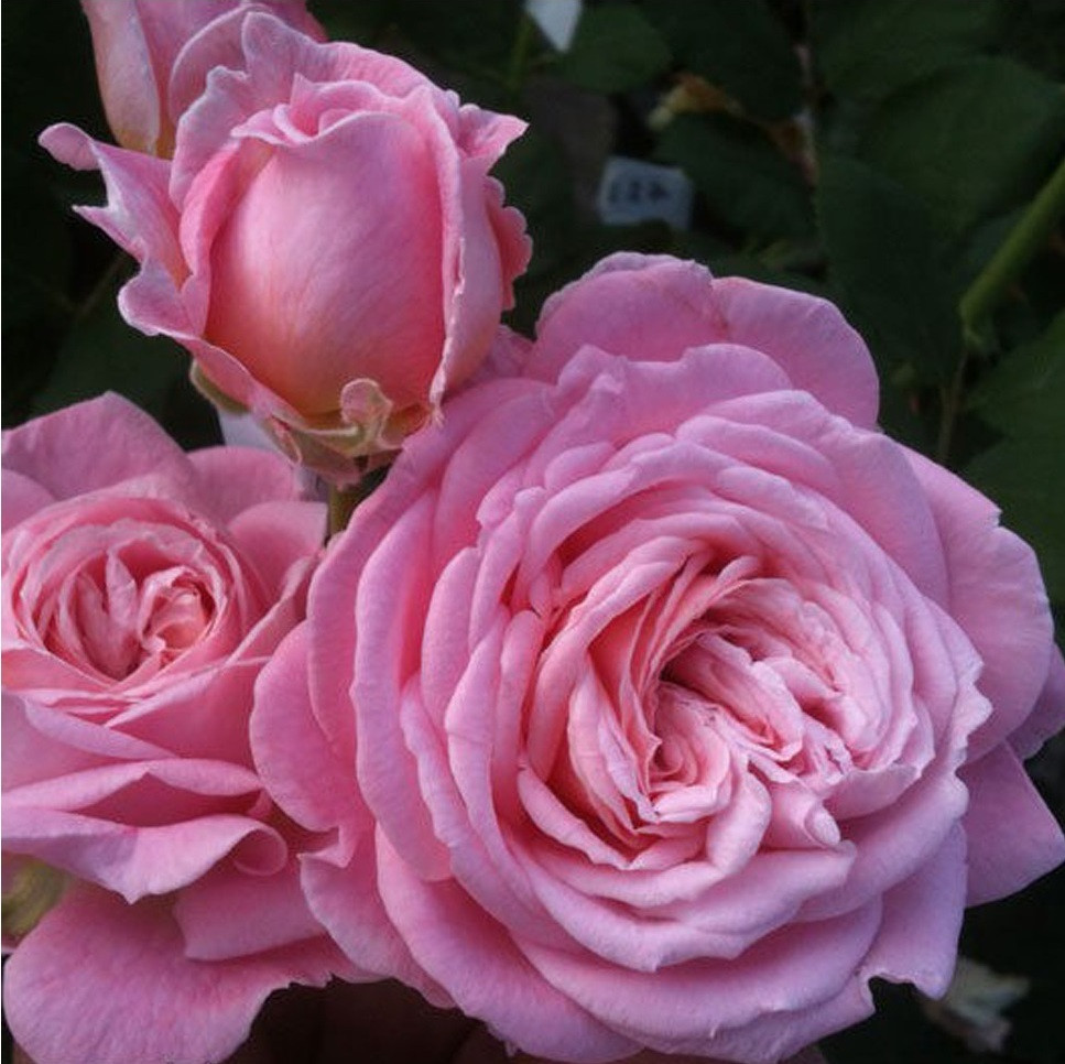 Kordes Parfuma® roos Rosa 'Rosengräfin Marie Henriëtte'®