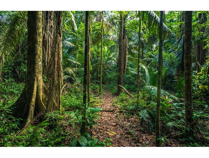 Fototapete PAPERMOON REGEN-WALD-AMAZONAS PERU MANO PARK WEG BÄUME SYDAMERIKA , bunt, B:1,5m L:1,11m, Vlies, Tapeten, Fototapete