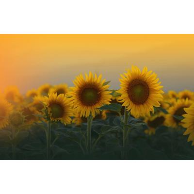 Fototapete PAPERMOON "SONNENBLUMEN-ANEMONE MAKRO ABSTRAKT KUNST WIESE PFLANZE", bunt, B:4m L:2,6m, Vlies, Tapeten