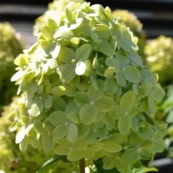Limettengrüne Rispenhortensie – C3