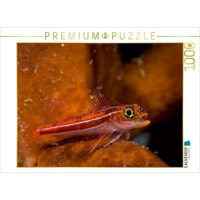 CALVENDO Puzzle Ein Motiv aus dem Kalender Juwelen der Meere 1000 Teile Puzzle quer | 1000 Teile Lege-Größe 64 × 48 cm Foto-Puzzle für glückliche