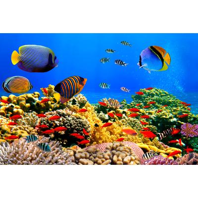 Fototapete PAPERMOON "Coral Colony Red Sea", bunt, B:3m L:2,23m, Vlies, Tapeten