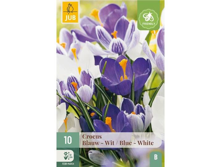 Crocus blauw / wit mix 10 bollen