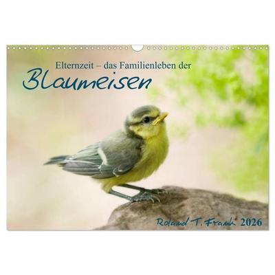 Elternzeit - das Familienleben der Blaumeisen (Wandkalender 2026 DIN A3 quer), CALVENDO Monatskalender