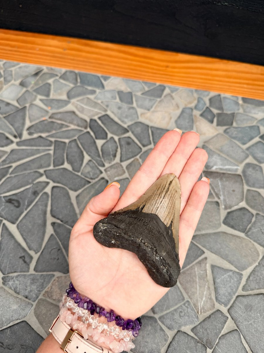 GemWood Fossiele Megalodon Tand voor volwassenen