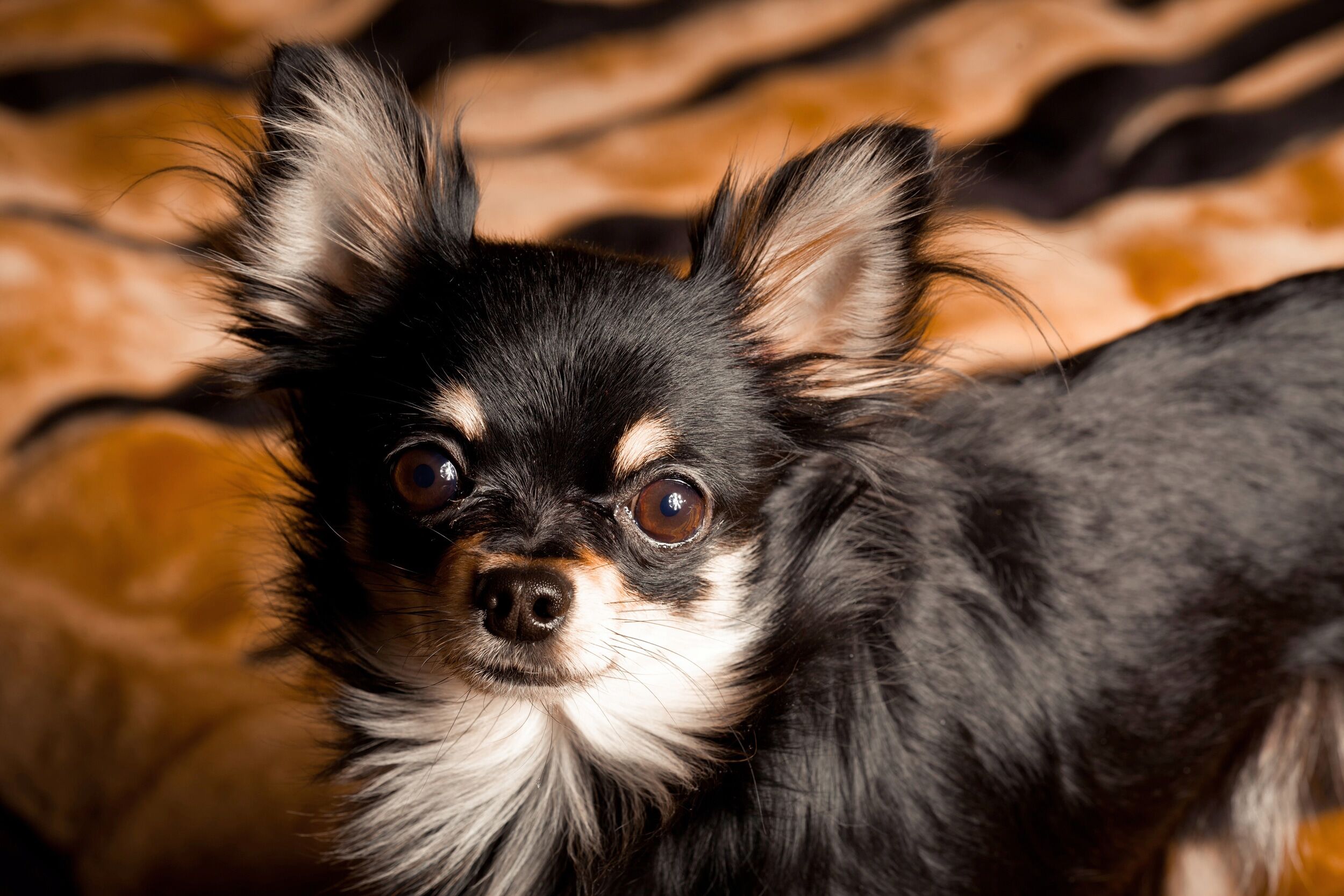 Fototapete PAPERMOON "CHIHUAHUA-HUND TIER LANGHAAR MEXICO NATUR WELPE", bunt, B:2,5m L:1,86m, Vlies, Tapeten, Fototapete bunt B/L: 2,5m x 1,86m, Bahnen: 5 Stk.